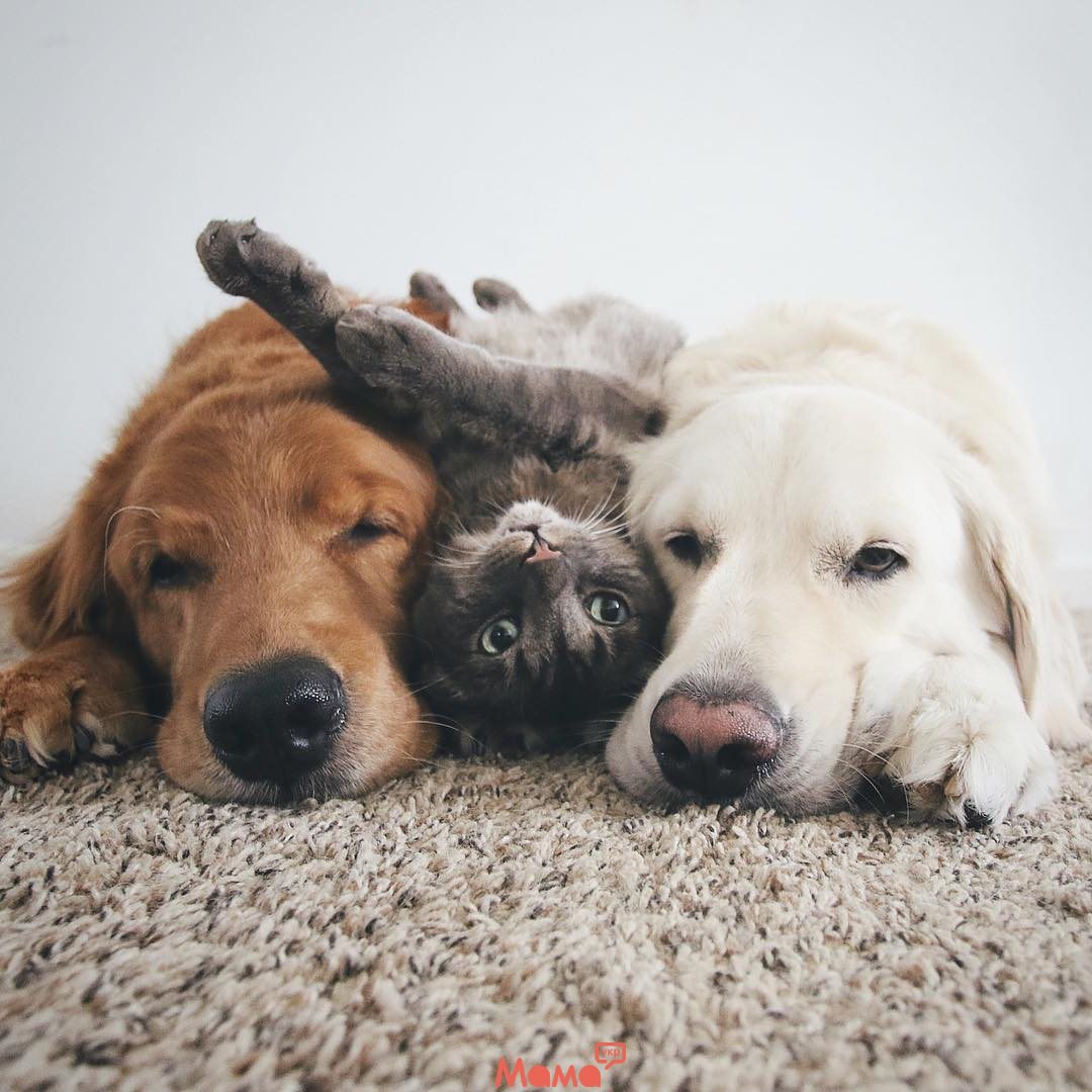   Фотоистория о жизни с двумя собаками и котом
 