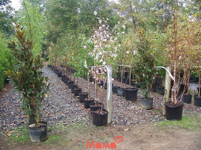   Как правильно выбрать саженцы плодовых деревьев: советы начинающим садоводам
 