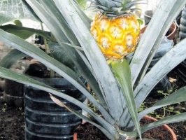 Как я вырастила ананас в домашних условиях 