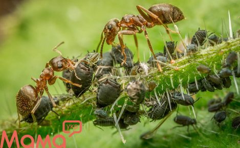 Как бороться с тлей и муравьями. Советы дачникам 