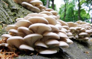 Как вырастить грибы на своем участке? 