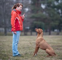 Дрессировка собаки: воспитание с нуля 