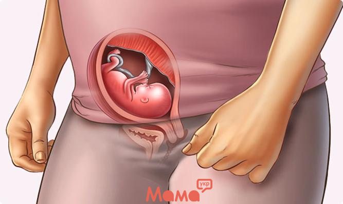 15 тиждень вагітності