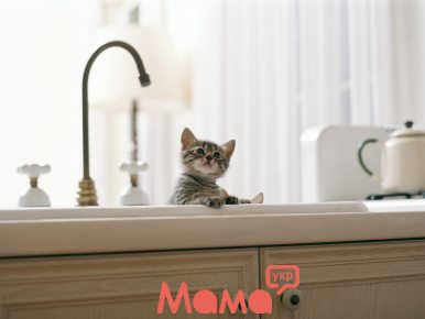   Проще, чем кажется: как лучше мыть котёнка
 