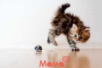 Простіше, ніж здається: як краще мити кошеня