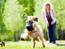Дрессировка собаки: воспитание с нуля 