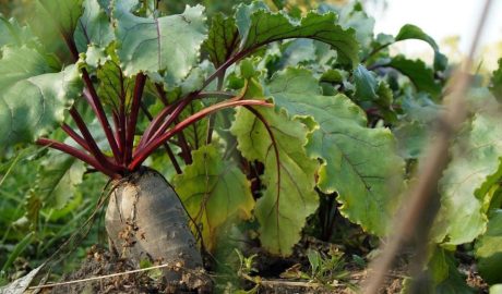 Как сажать свеклу: сроки, правила посадки и ухода
