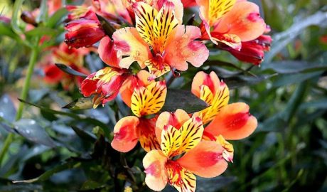 Цветок фрезия: посадка и уход в открытом грунте