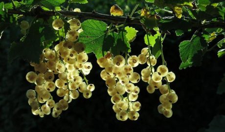 Белая смородина: сорта, посадка, уход, размножение