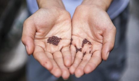 Стратификация семян в домашних условиях: для чего нужна и как делать