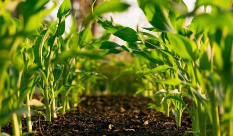 Как сажать кукурузу: сроки, особенности выращивания