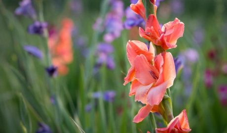 Цветы гладиолусы: когда цветут, как сажать и ухаживать