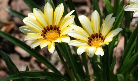 Засухоустойчивые растения для клумб и сада