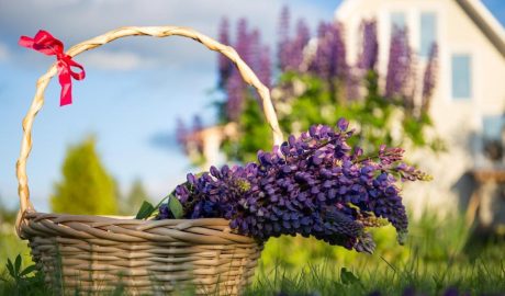 Многолетние садовые цветы, которые цветут все лето