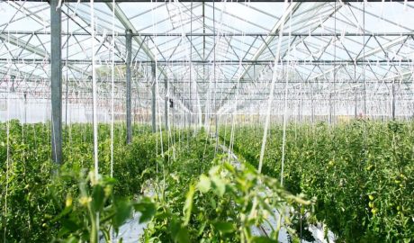 Как пасынковать помидоры в теплице