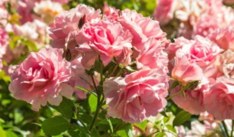 Чайная роза: сорта и виды, уход за растением