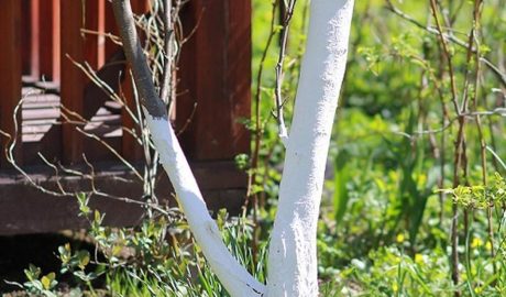 Как гасить известь для побелки деревьев и как ее разводить