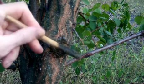 Садовый вар: как использовать и приготовить своими руками