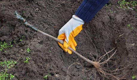 Посадка винограда осенью: преимущества и правила