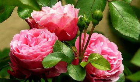 Пионовидные розы: лучшие сорта и правила ухода