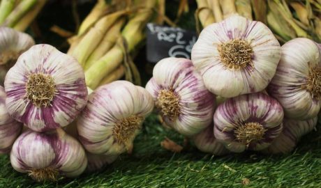 Когда выкапывать чеснок и как его правильно хранить