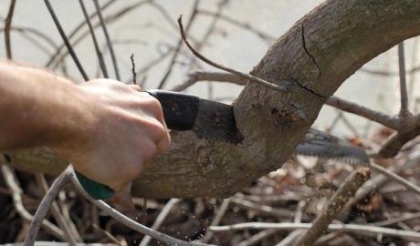 Весенняя обрезка деревьев: сроки и правила проведения