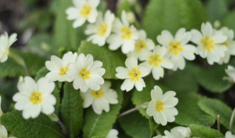 Примула садовая: посадка и уход за растением