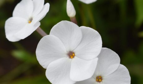 Флоксы: как сажать и ухаживать за цветами