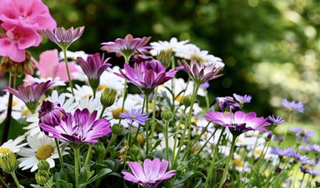 Садовые цветы: самые популярные варианты для посадки