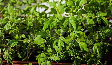 Как сажать помидоры в грунт: инструкция и советы