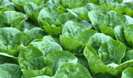 Вредители капусты и способы борьбы с ними