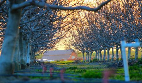 Зачем белят деревья и как делать это правильно