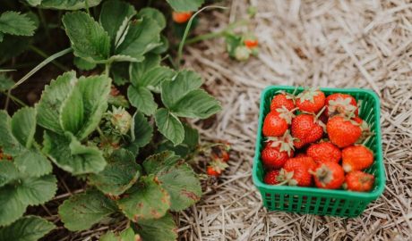 Уход за клубникой после сбора урожая: полезные советы