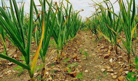 Почему желтеет чеснок и что с этим делать