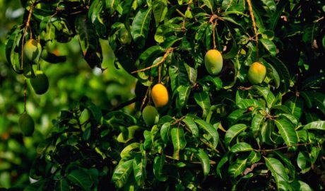 Как вырастить манго в домашних условиях: советы по посадке и уходу