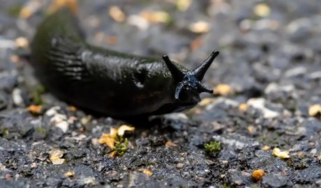 Как бороться со слизнями на участке: проверенные методы