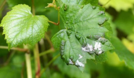 Мучнистая роса: признаки заболевания и варианты лечения