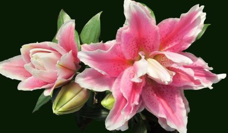 Когда пересаживать лилии и как делать это правильно