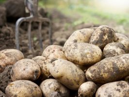 Посадка картофеля – применяем новые способы 