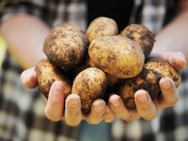 Каток – новое слово в картофелеводстве! 