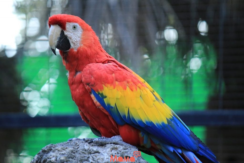   Как научить волнистого попугая говорить быстро и правильно
 