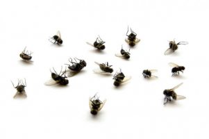 Секреты борьбы с насекомыми в доме 