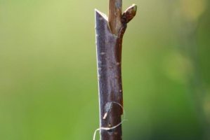 10 ошибок садовода при прививке деревьев 