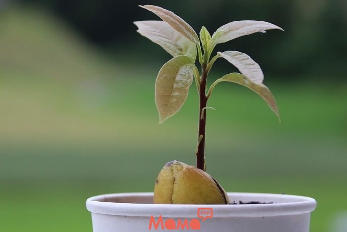 Авокадо в домашніх умовах: як виростити деревце з кісточки