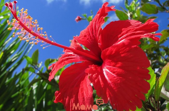 Як доглядати за китайською трояндою в домашніх умовах