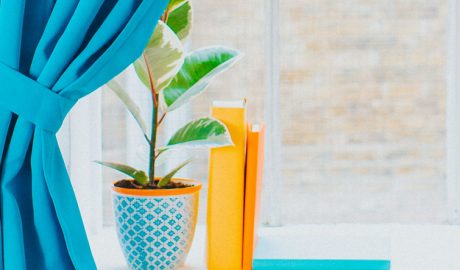 Як вибрати кімнатну рослину?