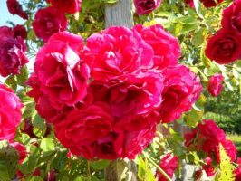 Плетистая роза – мечта  цветовода! 