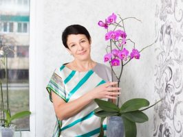 Орхидея фаленопсис: как ухаживать в условиях квартиры 