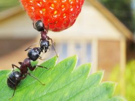 5 народных средств, которые помогут избавиться от садовых муравьев 