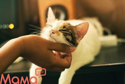 Фелинотерапия: лечение кошками